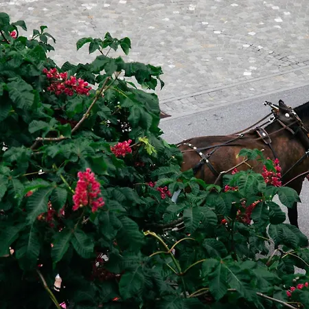 Διαμέρισμα Nimbuzzz *